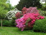 Hamburg am 10.5.2018: Rhododendronblüte im Stadtpark