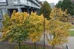 Hamburg am 13.10.2019: herbstliche Laubverfärbung in der Stadt, Straße Vorsetzen am Hafenrand, Foto von der U-Bahnstation Baumwall /