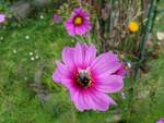 Hamburg am 30.7.2020: eine Blüte mit einem „naschenden“ Insekt in einem Kleingarten /
