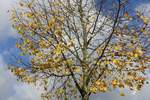 Oktober in der Stadt:  Herbstlaub in Hamburg-Billstedt am 24.+27.10.2020 /