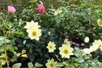 Oktober in Hamburg im Park Planten un Blomen am 11.10.2020 /