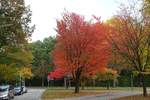 Bunter Herbst in Hamburg, am Stadtpark (Saarlandstraße) am 23.10.2020/