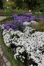 Leuchtender Oktober in Hamburg im Park Planten un Blomen am 11.10.2020 /