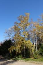 Herbstlicher Spaziergang durch den Hamburger Stadtpark am 7.11.2020 /