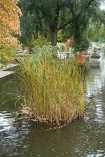 Hamburg am 11.10.2020: Herbstliches im Park Planten un Blomen /