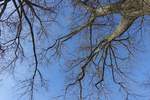 Hamburg am 14.2.2021: Kahle Äste gegen den strahlend blauen Winterhimmel /