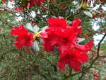 Hamburg am 10.5.2021: Rhododendron im Stadtpark im Stadtteil Winterhude /