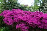 Hamburg am 19.5.2021: Rhododendron im Stadtpark im Stadtteil Winterhude /