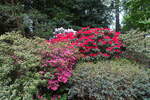 Hamburg am 18.5.2021: Rhododendron im Stadtpark im Stadtteil Winterhude /