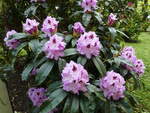 Hamburg am 28.5.2021: Rhododendron im Stadtpark im Stadtteil Winterhude /