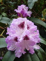 Hamburg am 28.5.2021: Rhododendron im Stadtpark im Stadtteil Winterhude /