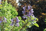 Hamburg im Stadtpark (Winterhude) am 1.6.2021: Blüten an einem Baum den ich nicht kenne, welch Wissender kann helfen? /