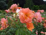 Hamburg am 25.6.2021: Blühende Rosen im Rosengarten des Stadtparks im Stadtteil Winterhude /