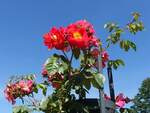 Hamburg-Winterhude am 16.6.2021: üppig blühende Kletterrosen im Rosengarten des Stadtparks /