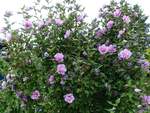 Rosa/violett blühender Hibisku (deutsch Eibisch) am 14.8.2021 in einem Kleingartengelände in Hamburg-Horn /