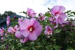 Rosa Hibiskusblüte (deutsch Eibisch) am 14.8.2021 in einem Kleingartengelände in Hamburg-Horn /