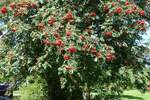 im Vogelbeerbaum (Eberesche) am 23.8.2021 in Hamburg-Billstedt /