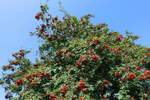 im Vogelbeerbaum (Eberesche) am 23.8.2021 in Hamburg-Billstedt /