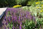 Hamburg am 24.8.2021: blühender Lavendel in einem Beet im Stadtpark /