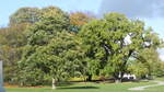  Bäume im Herbst , am 25.10.22 im  Alter Elbpark  in Hamburg.