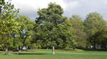Ein Kastanienbaum im alten Elbpark in Hamburg am 25.10.22. Die Kastanie (Castanea, ist eine Pflanzengattung in der Familie der Buchengewächse (Fagaceae). In Europa ist nur die Edelkastanie (Castanea sativa) heimisch.