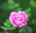 Eine Rosa Rose.