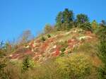 Die Perückensträucher auf den Sonnenbergen bei Jena, im Herbst ein beliebtes Wanderziel.