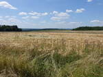 Getreidefelder bei Großfalka, Thüringen (25.06.2023)