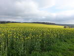 Rapsfelder bei Markersdorf, Ostthüringen (30.04.2023)