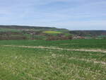 Wiesen bei Eichenberg auf dem Hochplateau der Ilm-Saale-Platte (22.04.2023)