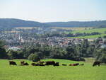Zufriedene Rinder auf einer Anhöhe.Im Tal das Örtchen Brotterode.Aufnahme am 29.Mai 2020.