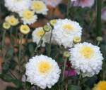 Mehrere Weie Chrysanthemen im Garten.