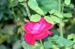Eine Rote Rose im Garten. Foto 01.10.2011