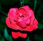 Ein wunderschne Rose.