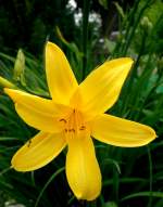 Wunderschne Gelbe Lilien im Garten.