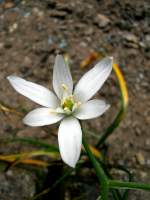 Ein Milchstern im Garten.