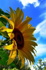 Ein wnderschne Sonnenblume im Garten.