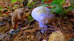 Ein Pilz im Wald in Zeulenroda.