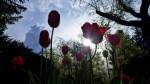 Tulpen beim Sonnenuntergang.