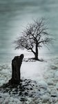 Einsammer Baum im Winter, Foto 24.01.16
