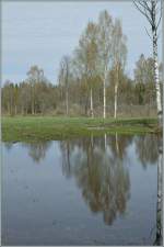 Die Birke ist der estnische  Nationalbaum .