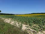 Sonnenblumenfelder in der Charente bei Rouillac (15.07.2017) 