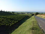 Weinberge bei Sainte-Foy-la-Grande, Dept. Gironde (25.07.2018)