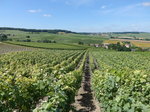 Weinberge in der Champagne bei Chavot (09.07.2016)