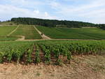 Weinberge bei Couches,Département Saône-et-Loire (01.08.2018)