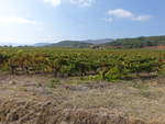 Weinberge im Kartharerland bei Lagrasse, Dept.