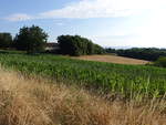 Maisfeld bei Martel im Department Lot (22.07.2018)