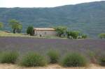 Traumhaftes Lavendelfeld in der Provence/Sdfrankreich auf der kurvenreichen Strecke zu den Gorges du Verdon zwischen dem malerischen Ort Moustiers-Sainte-Marie und La Palud-Sur-Verdon. Der betagte Inhaber dieses Feldes besserte mit einem kleinen Verkaufsstand an der Strae sein Einkommen auf.