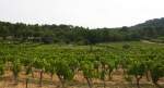 Weinberger in der Provence(F) bei Sonne und Wolken am Morgen vom 25.7.2014.