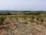 Weinberge bei Châteauneuf-du-Pape, Provence-Alpes-Côte d’Azur (22.09.2017)